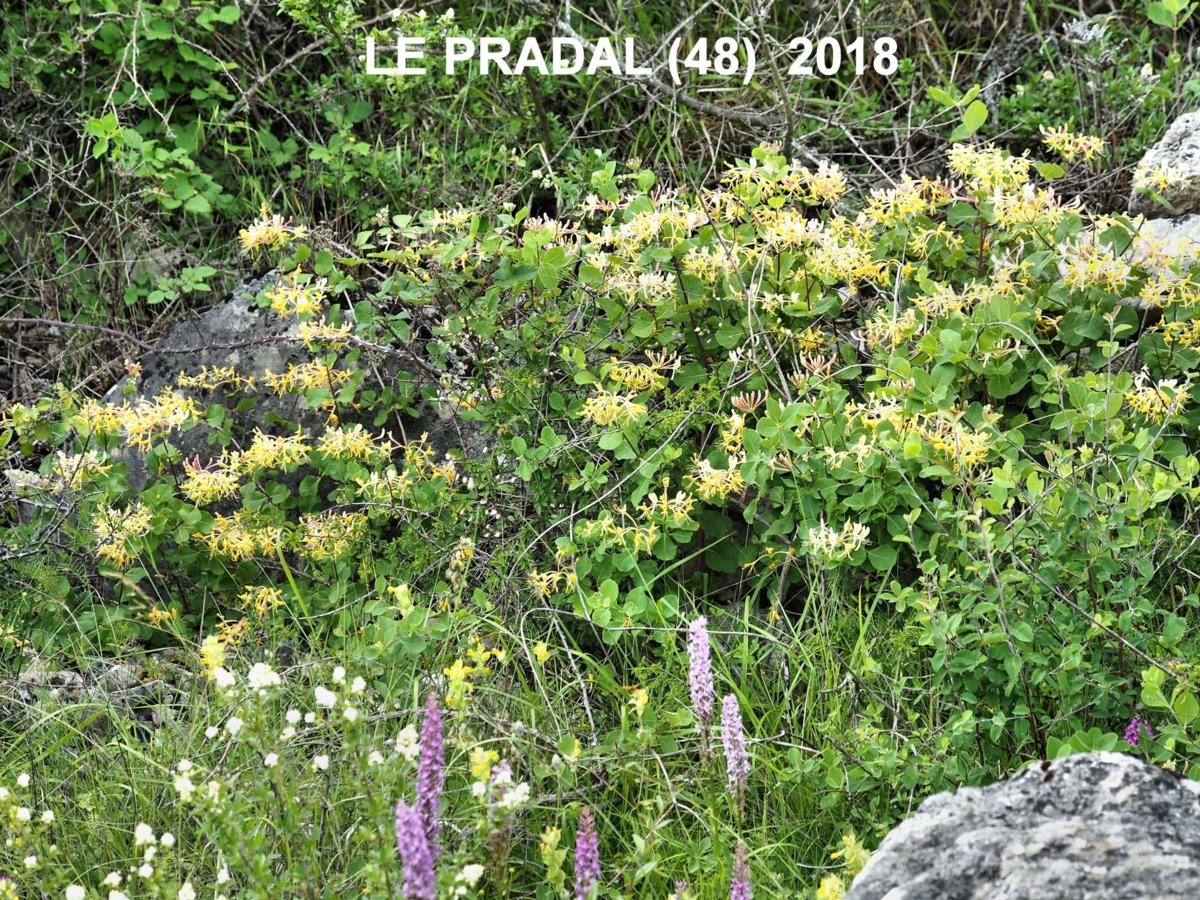 Honeysuckle, Eutruscan  plant